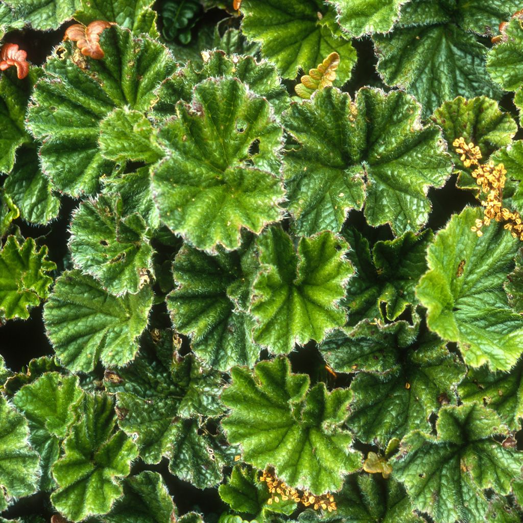 Rönsygunnera - Gunnera magellanica