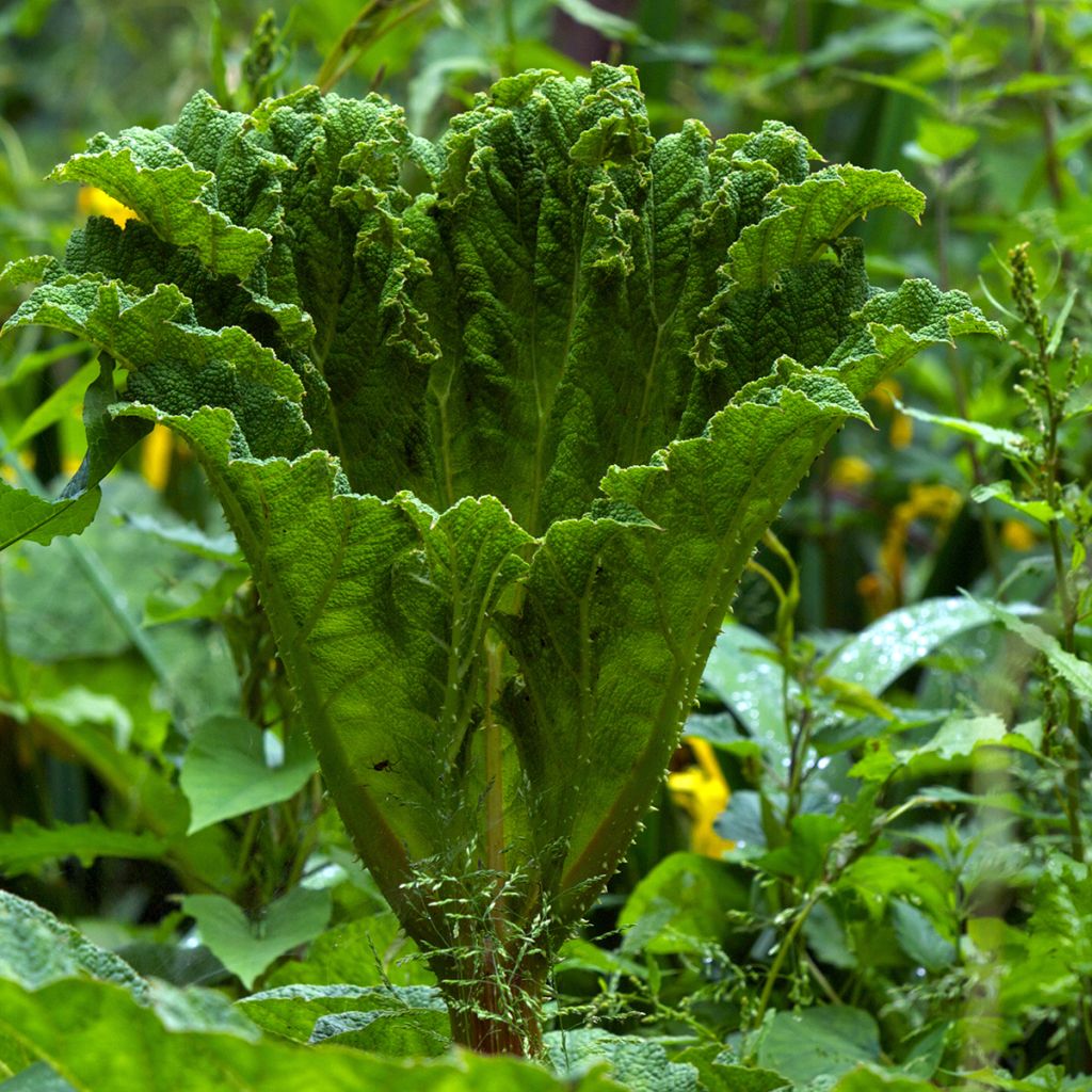Jättigunnera - Gunnera manicata