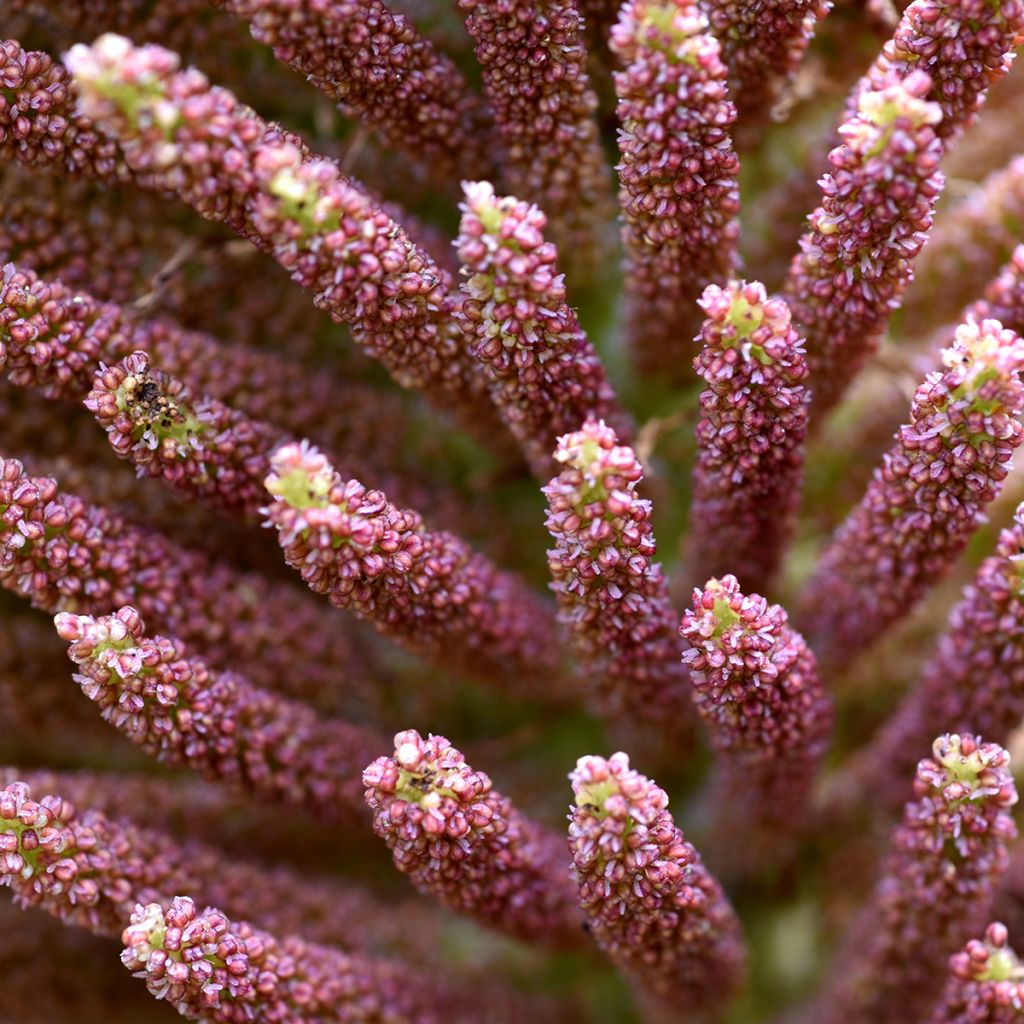 Jättigunnera - Gunnera manicata