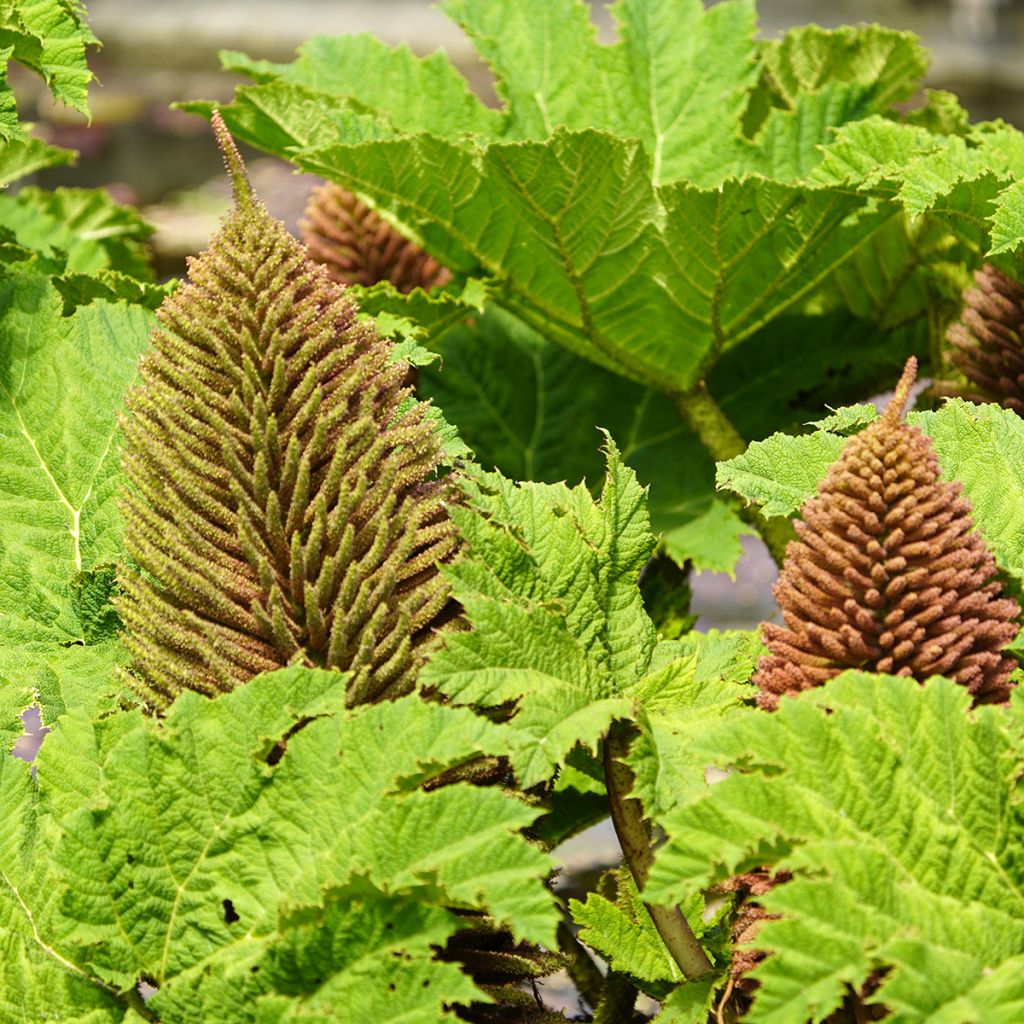 Jättigunnera - Gunnera manicata