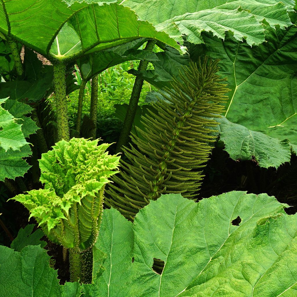 Jättigunnera - Gunnera manicata