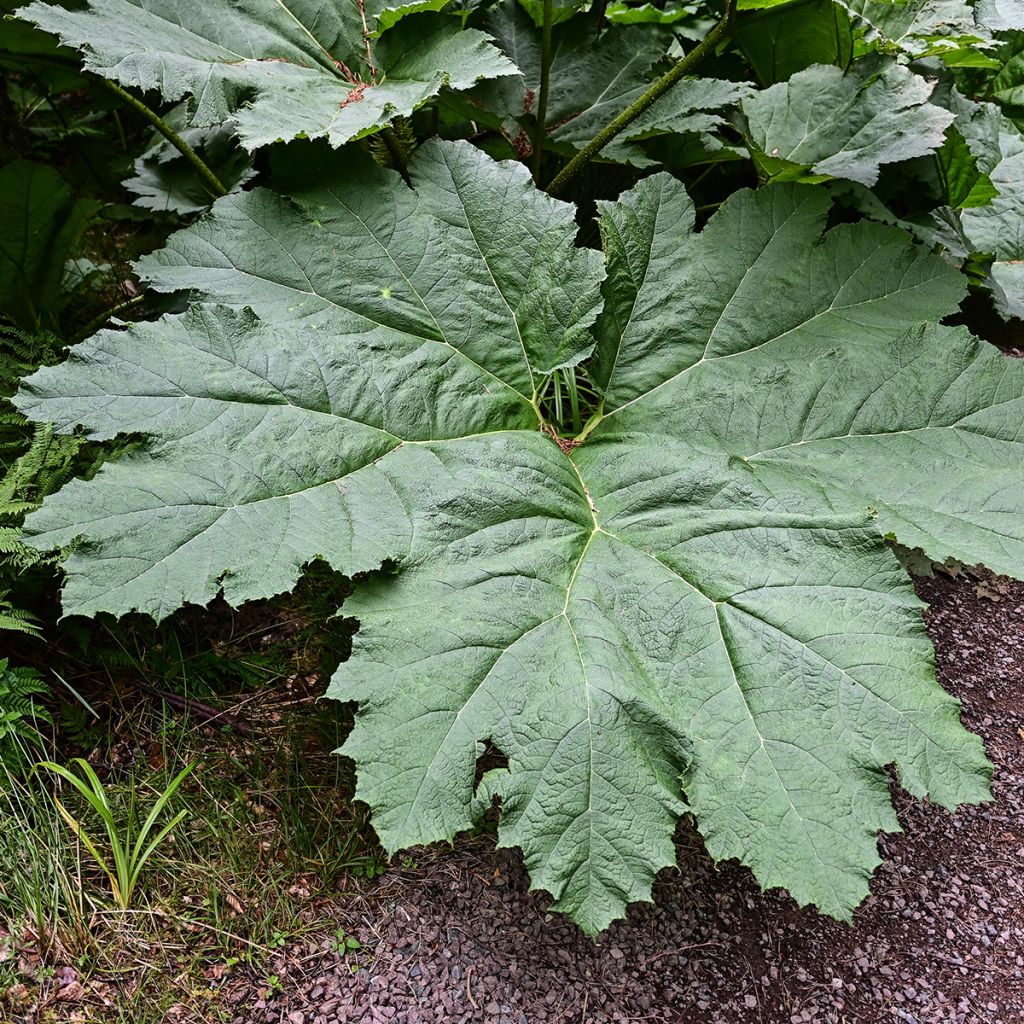 Jättigunnera - Gunnera manicata