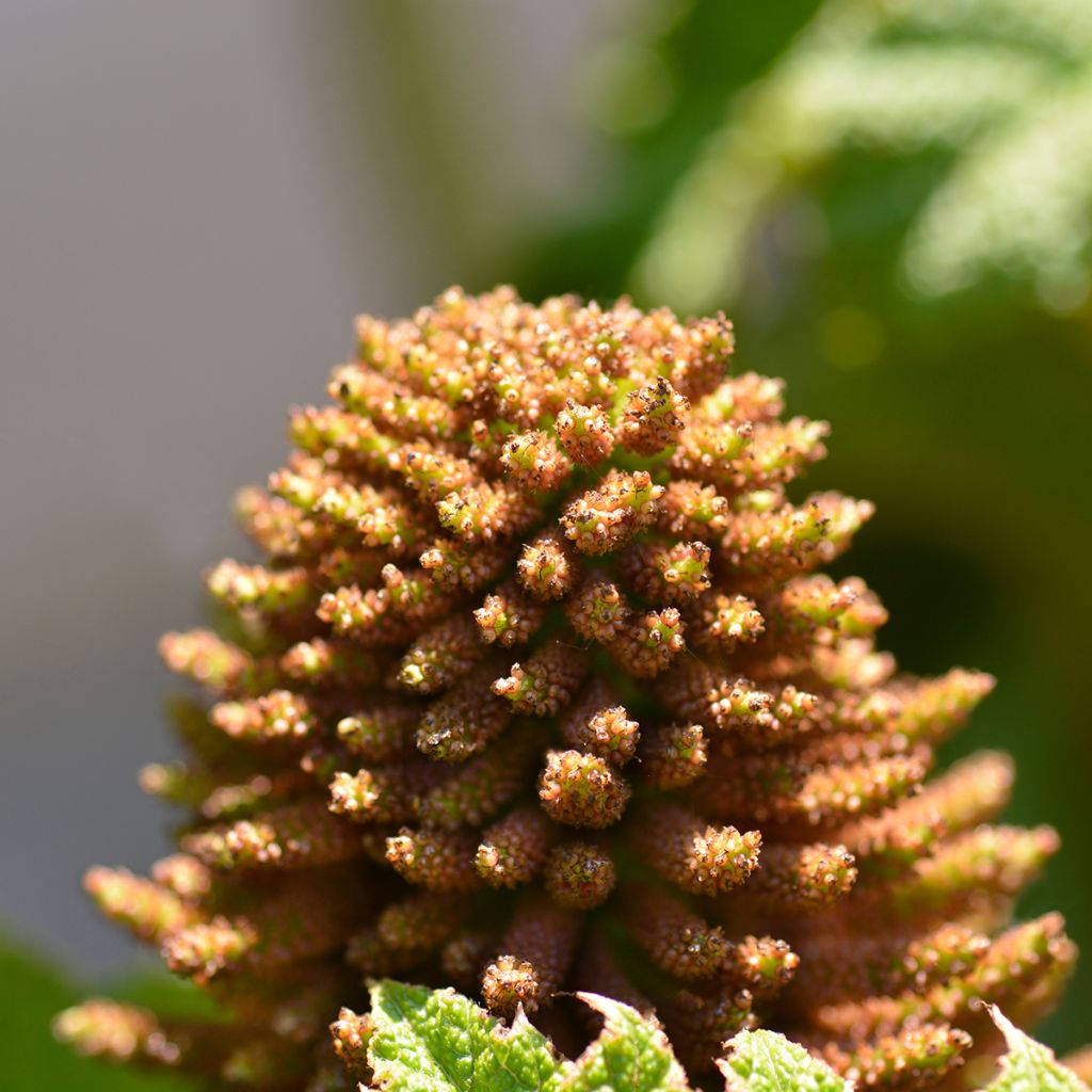 Jättigunnera - Gunnera manicata