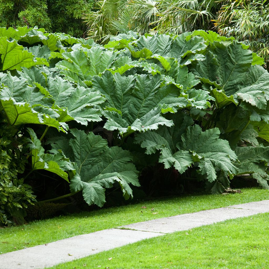 Jättigunnera - Gunnera manicata