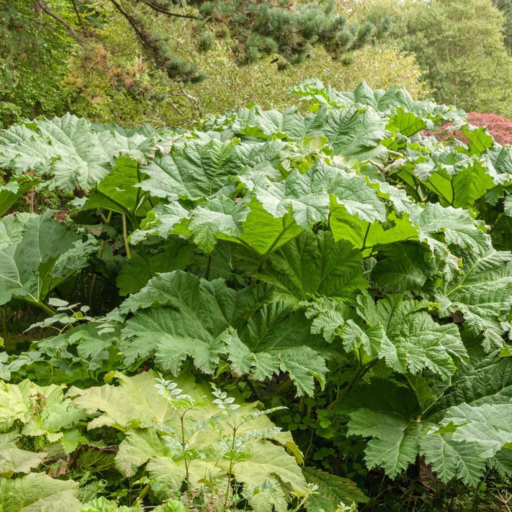 Värigunnera - Gunnera tinctoria