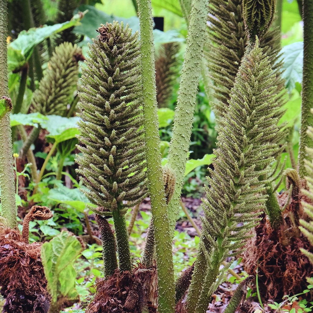 Värigunnera - Gunnera tinctoria