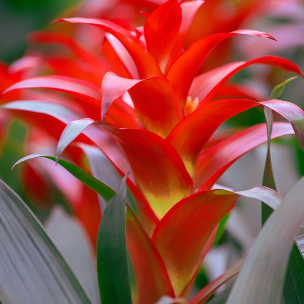 Timanttiananas Calypso