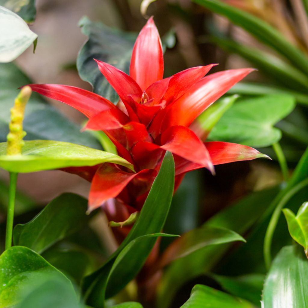 Timanttiananas Calypso