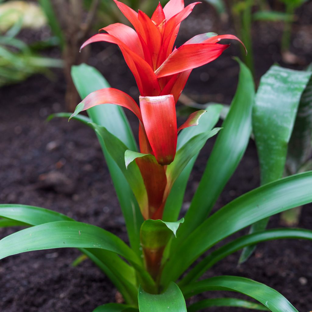 Timanttiananas Calypso