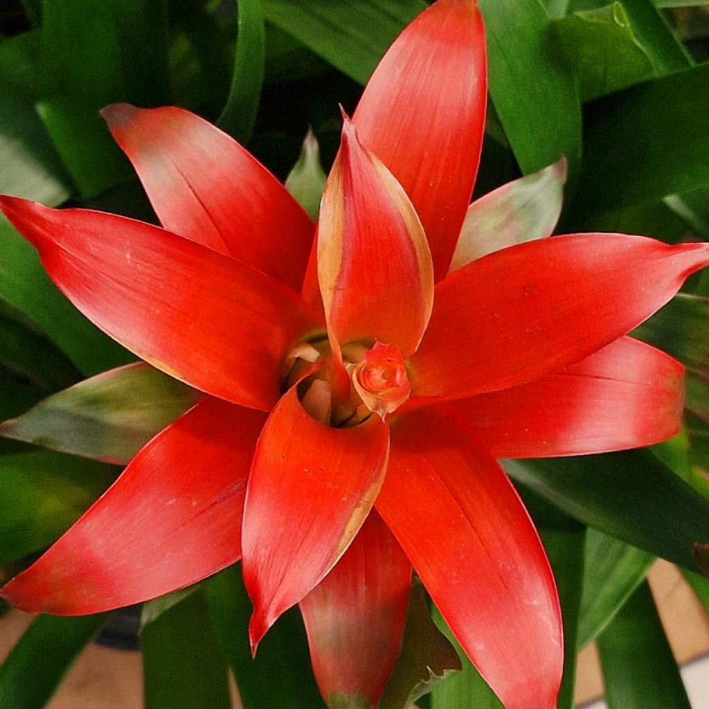 Timanttiananas Calypso