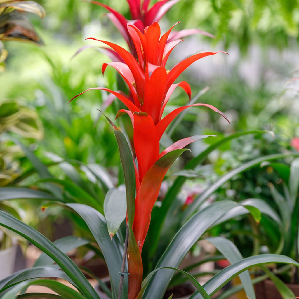 Timanttiananas Calypso