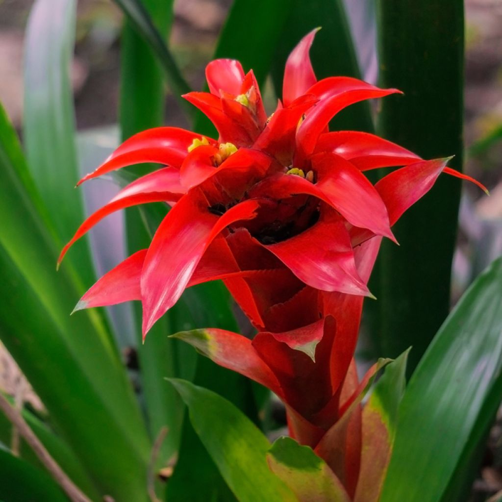 Timanttiananas Calypso