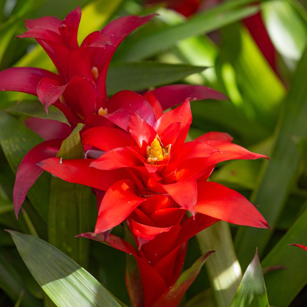 Timanttiananas Calypso