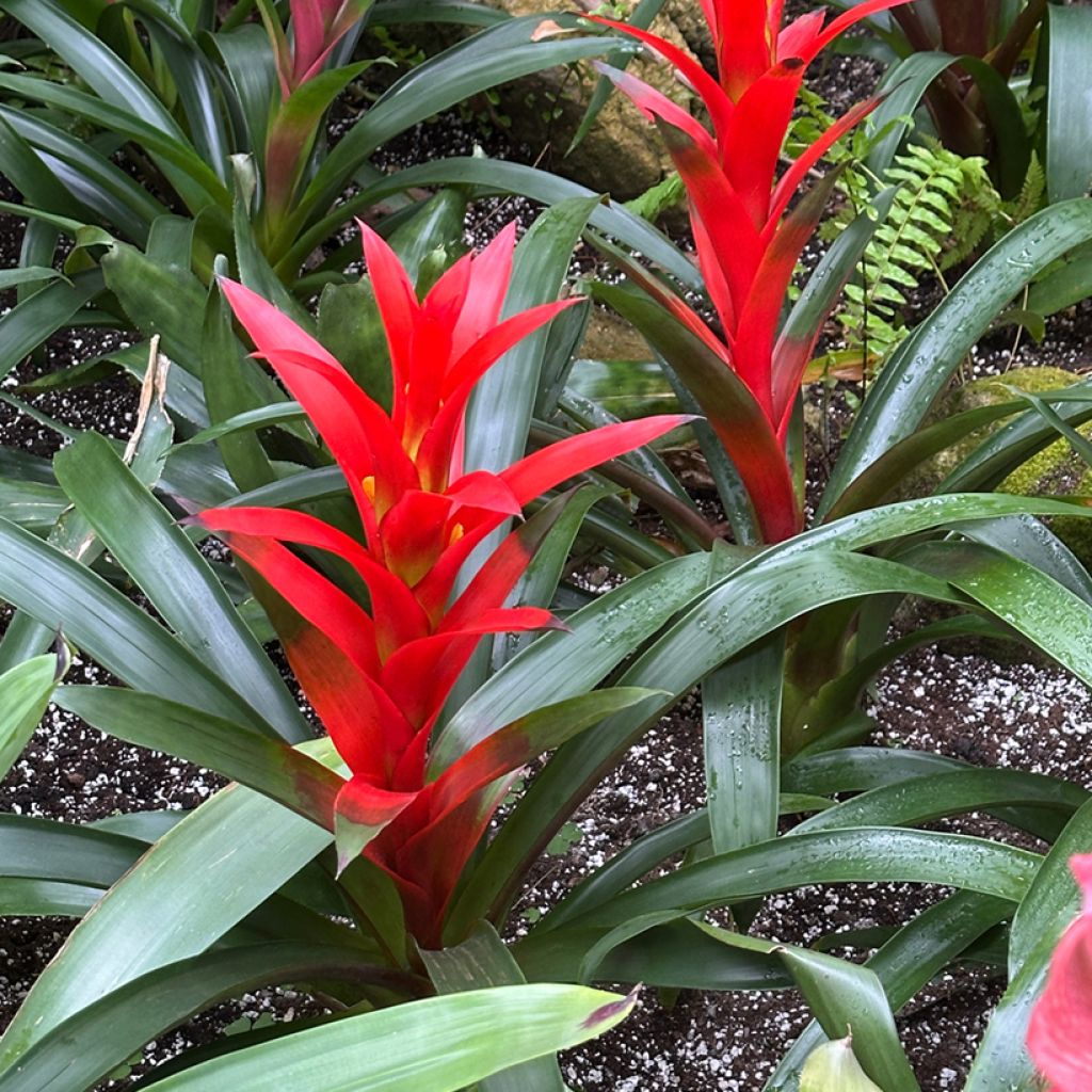 Timanttiananas Calypso