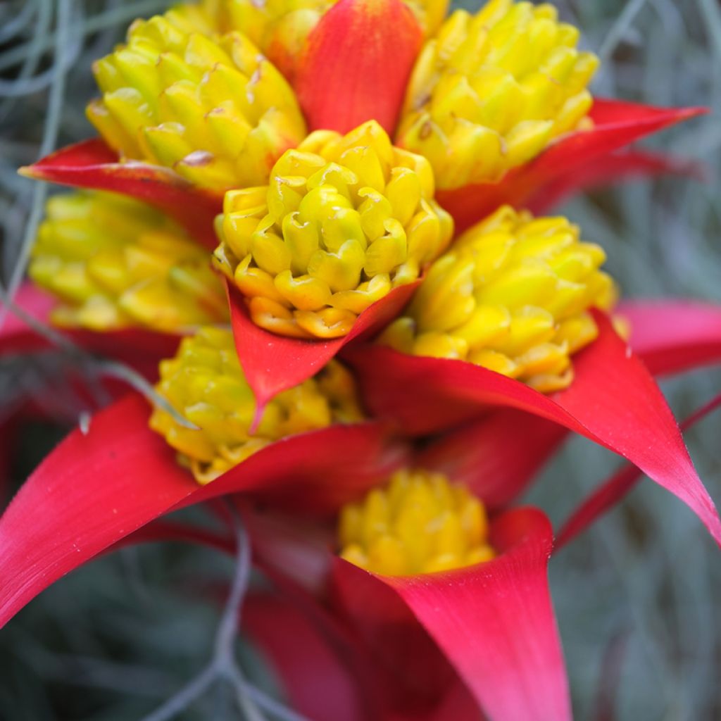 Timanttiananas Limones