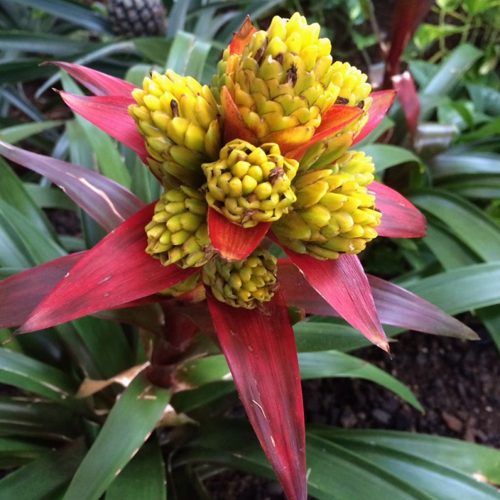 Timanttiananas Limones