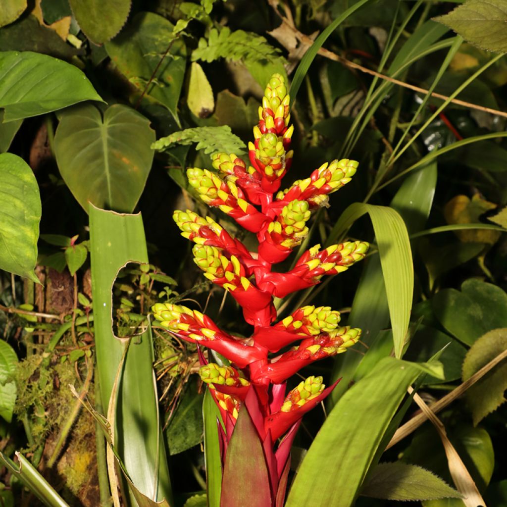 Timanttiananas Loja