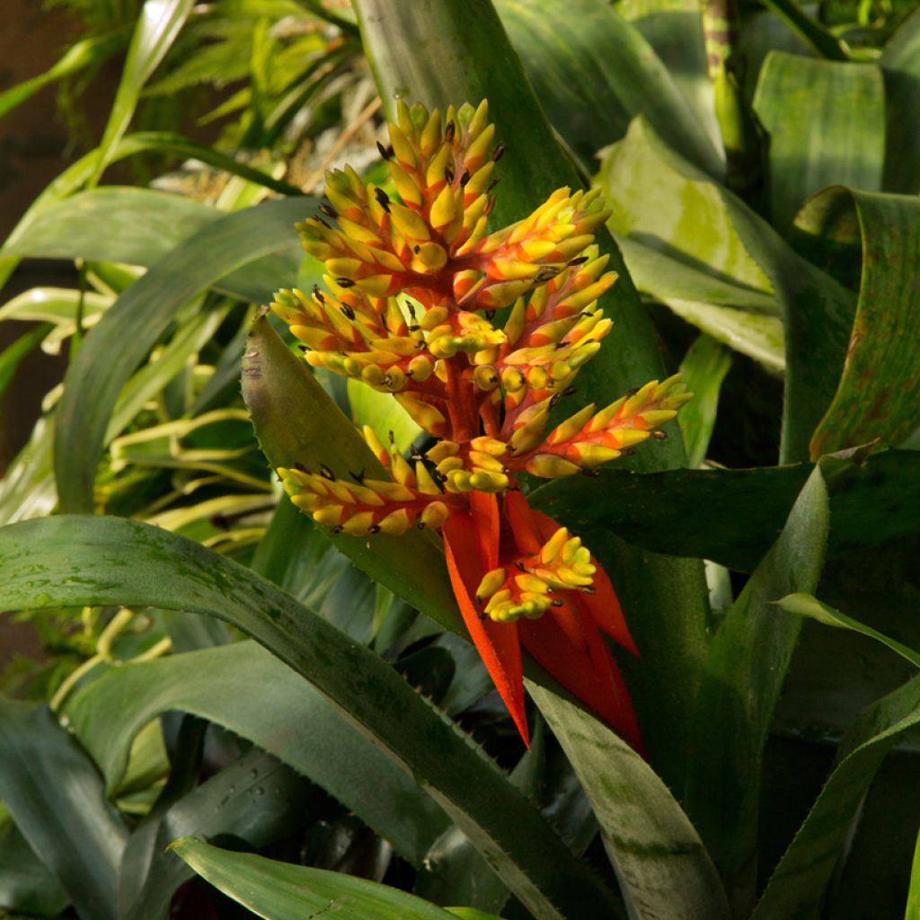 Timanttiananas Loja