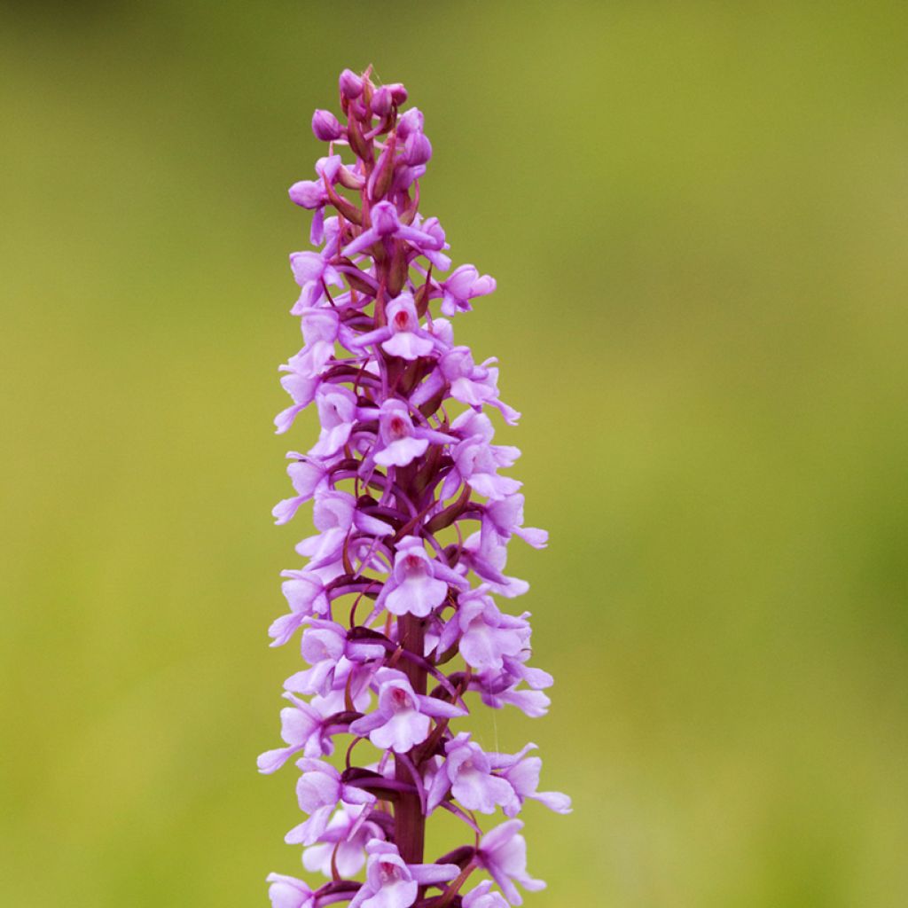 Punakirkiruoho - Gymnadenia conopsea