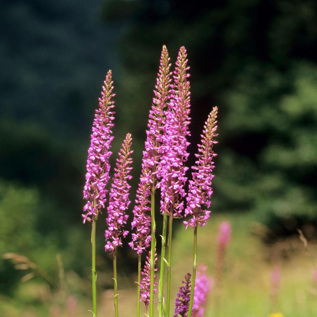 Punakirkiruoho - Gymnadenia conopsea