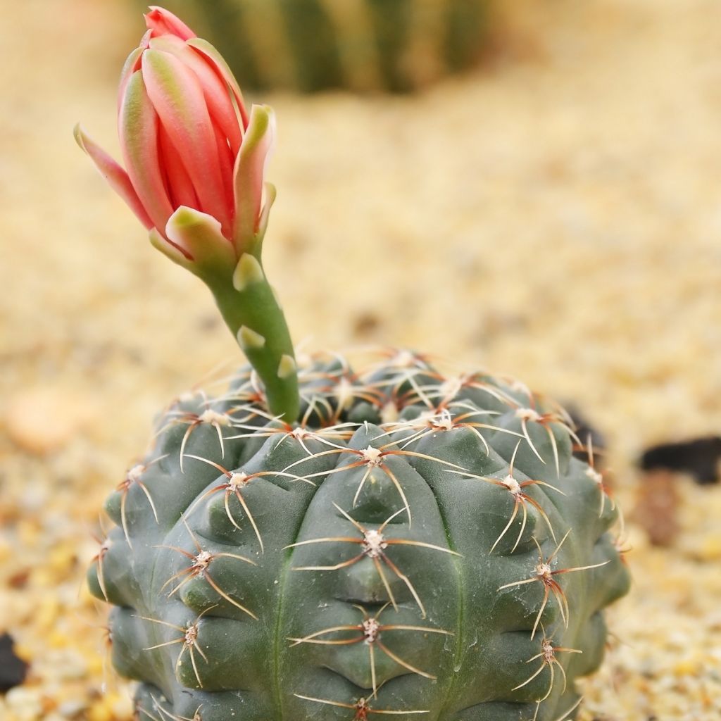 Gymnocalycium baldianum