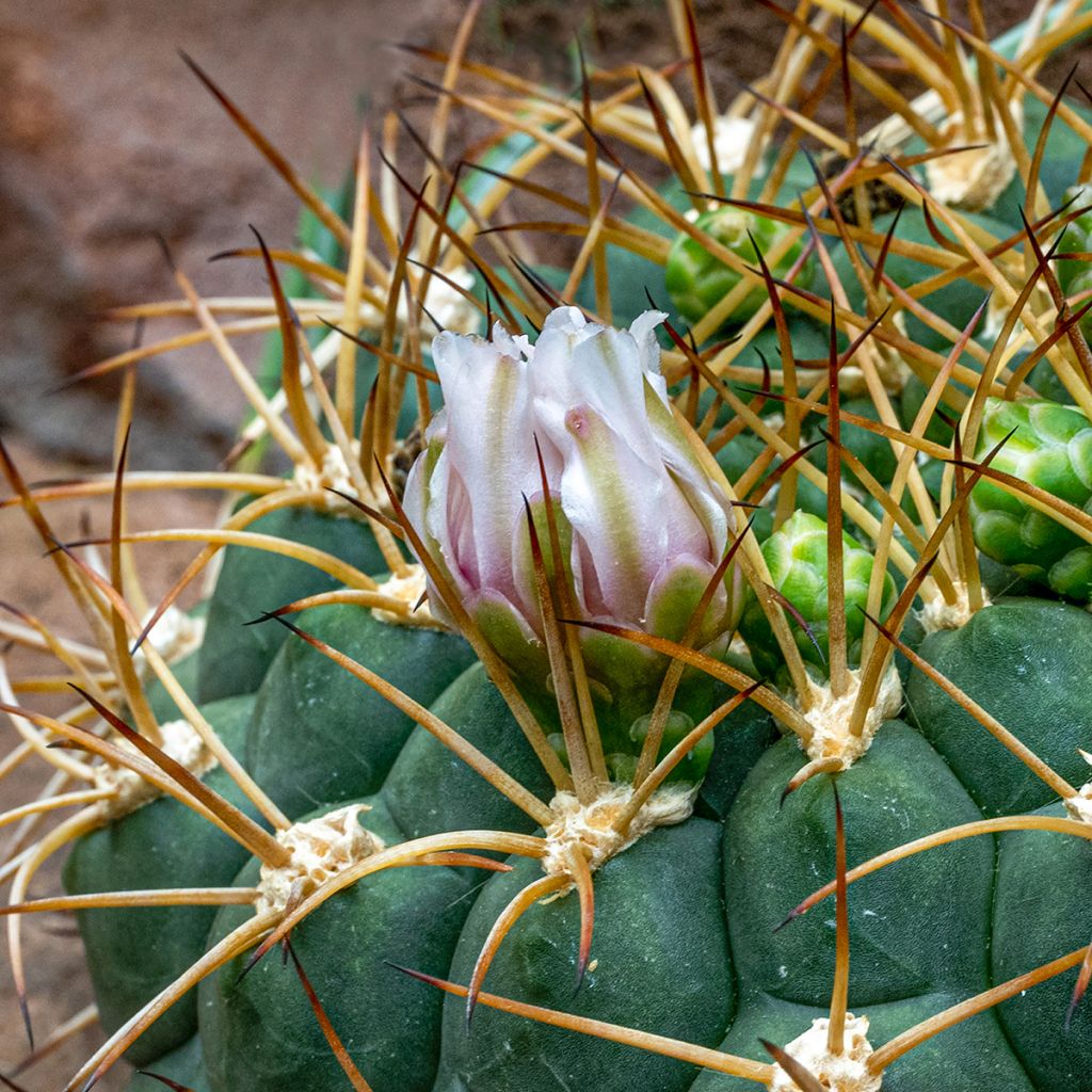 Gymnocalycium baldianum