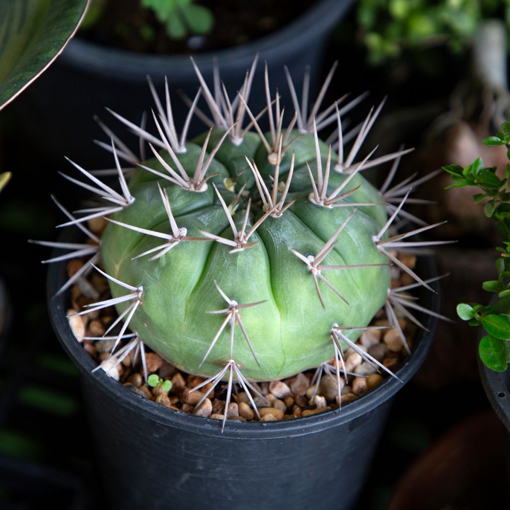 Gymnocalycium baldianum