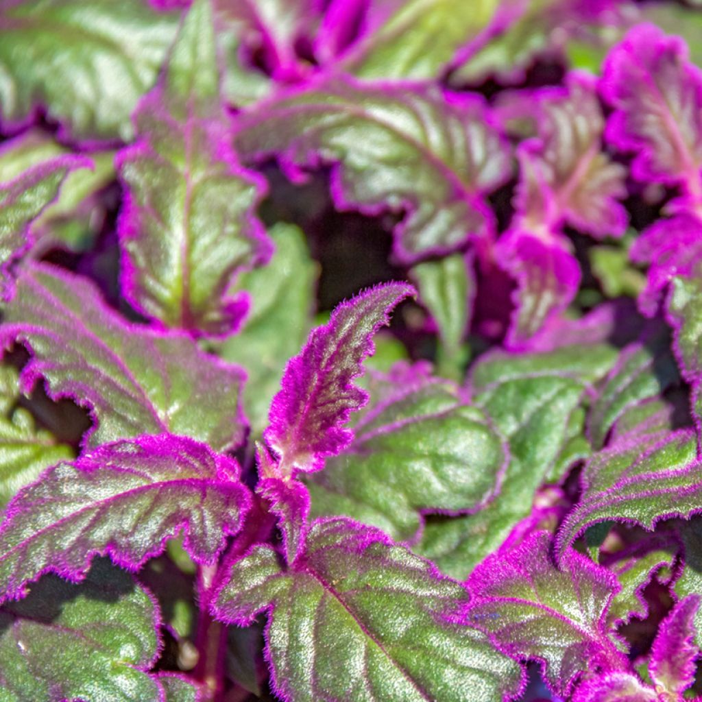 Samettilehti - Gynura aurantiaca