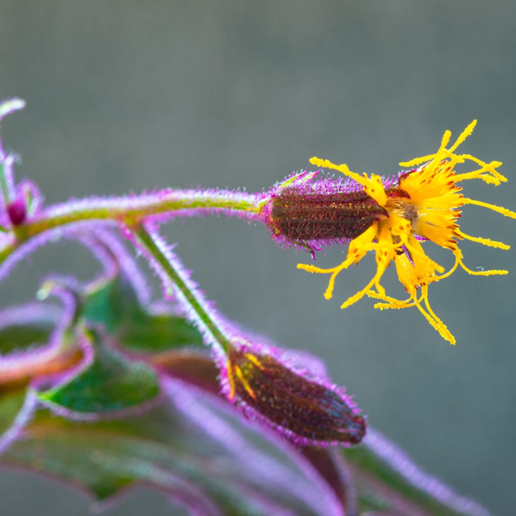 Samettilehti - Gynura aurantiaca