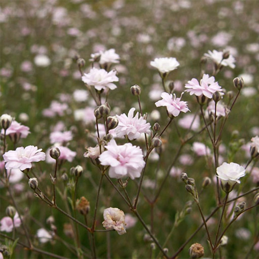 Mätäsharso Rosa Schönheit