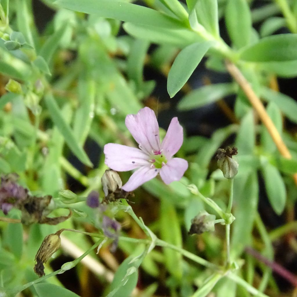 Mätäsharso Rosa Schönheit