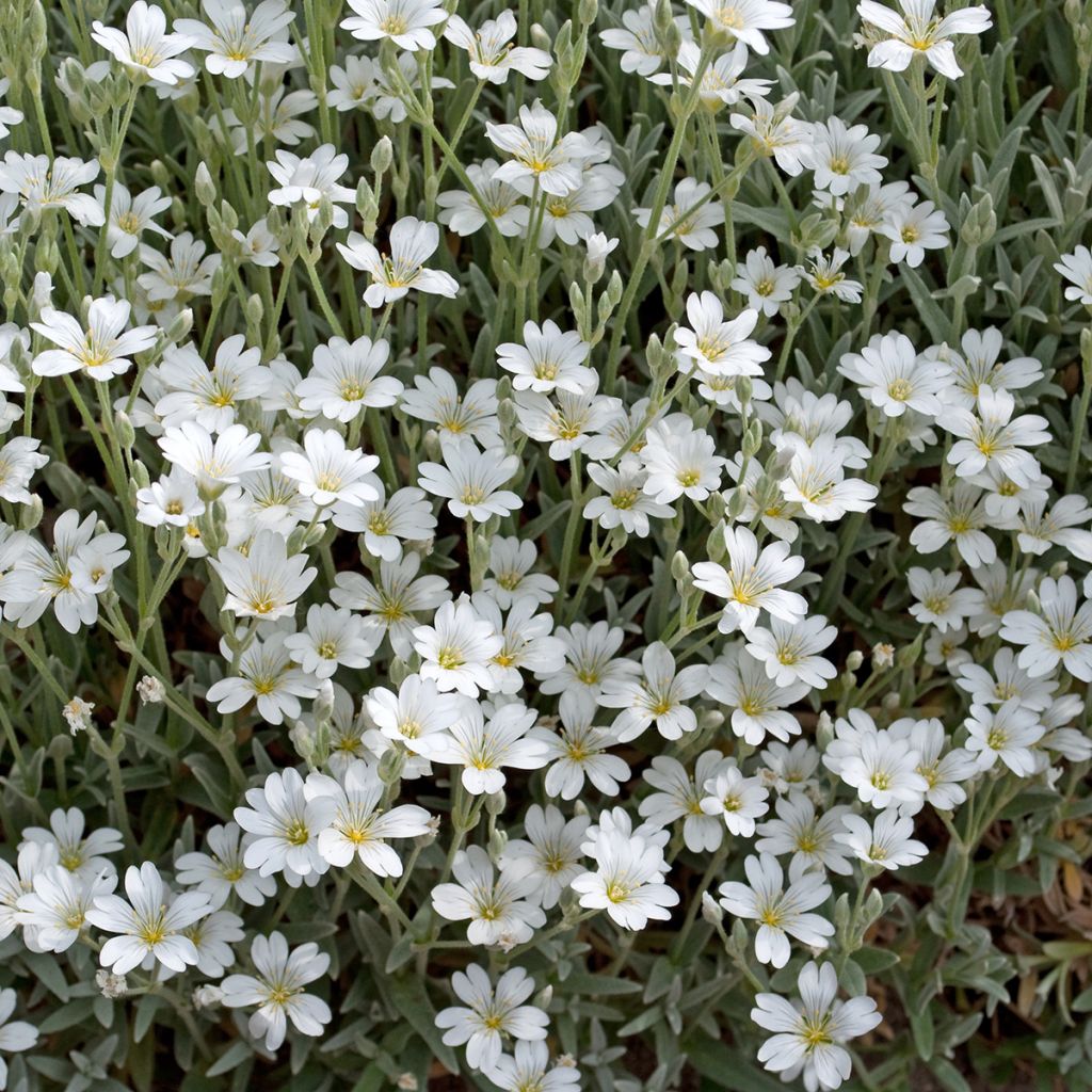 Mätäsharso Alba