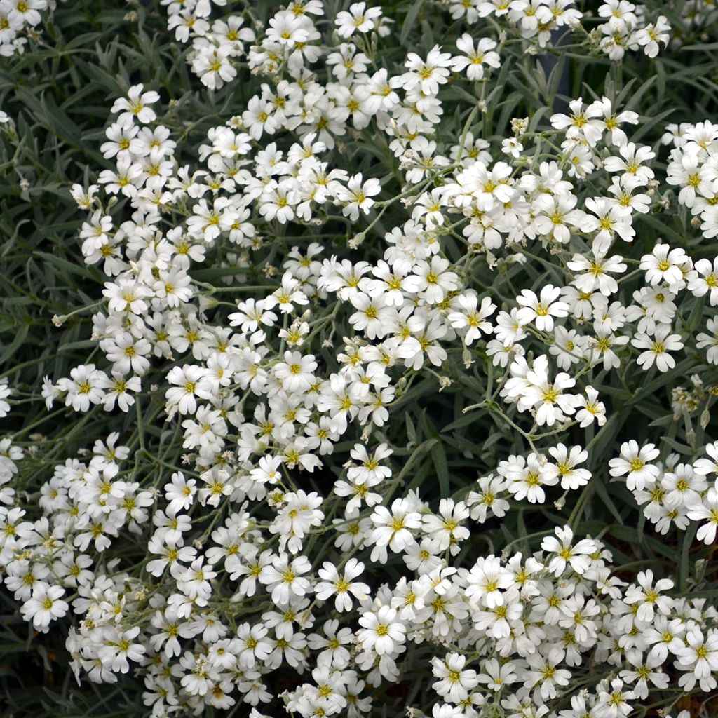 Mätäsharso Alba