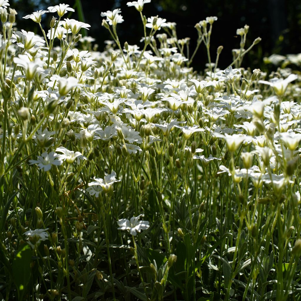 Mätäsharso Alba