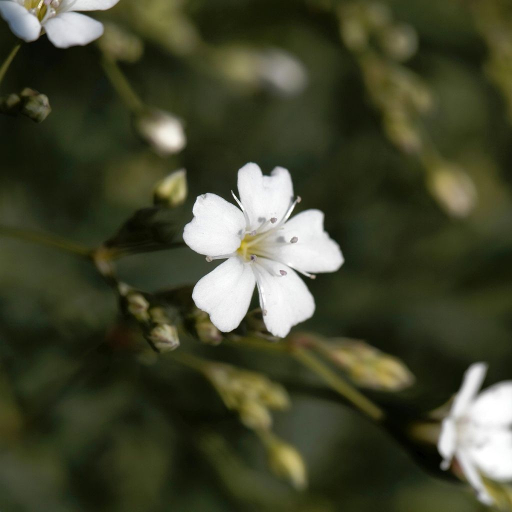 Mätäsharso Alba