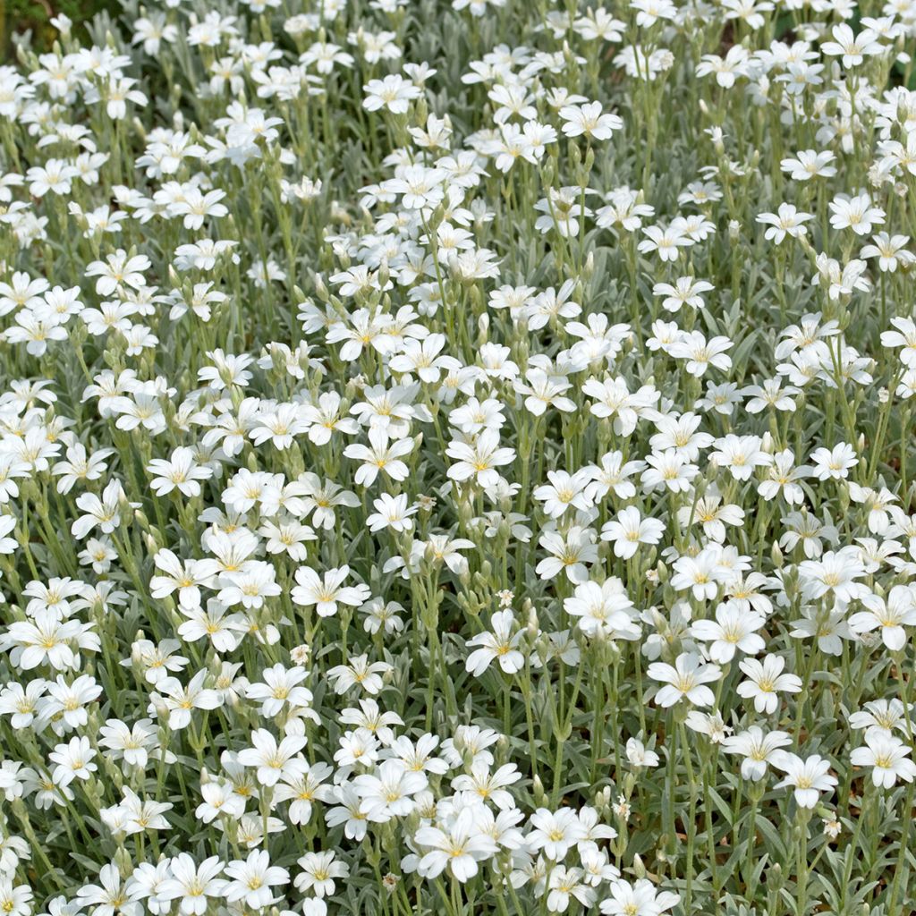 Mätäsharso Alba