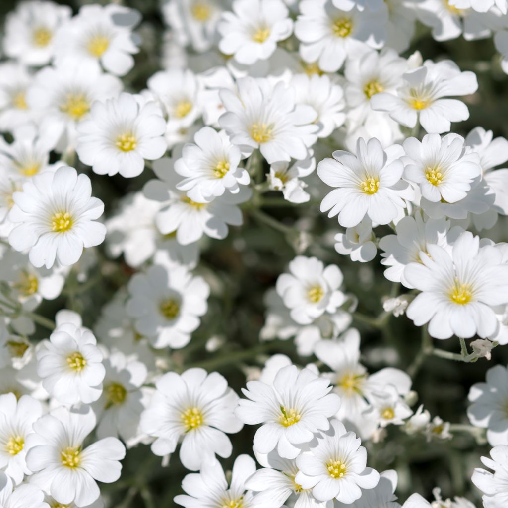 Mätäsharso Alba