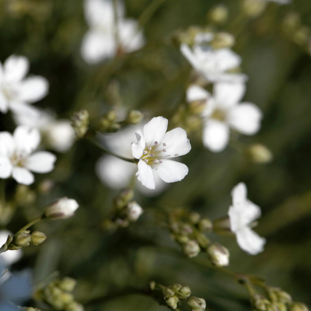 Mätäsharso Alba