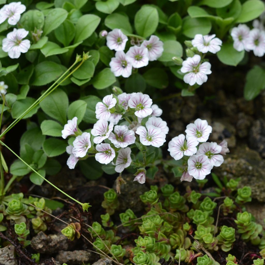 Patjaharso - Gypsophila cerastioides
