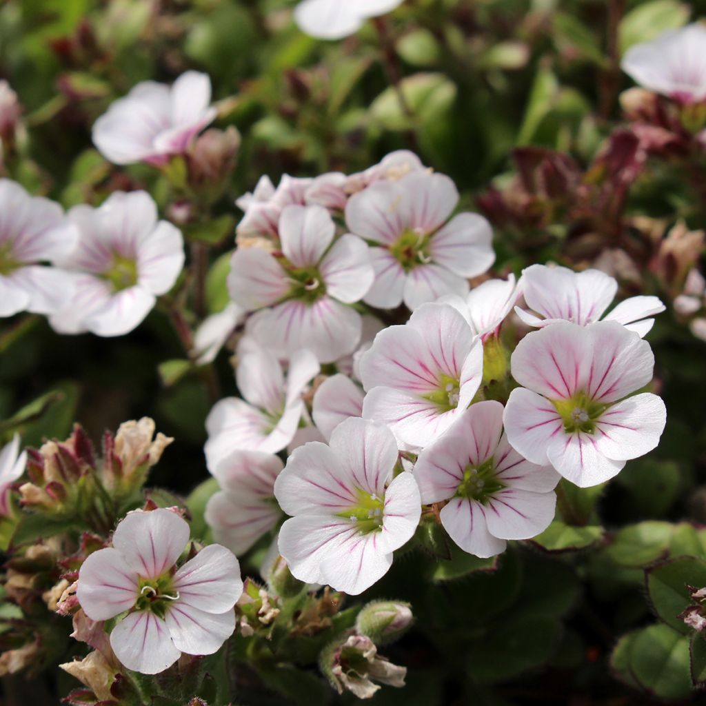 Patjaharso - Gypsophila cerastioides