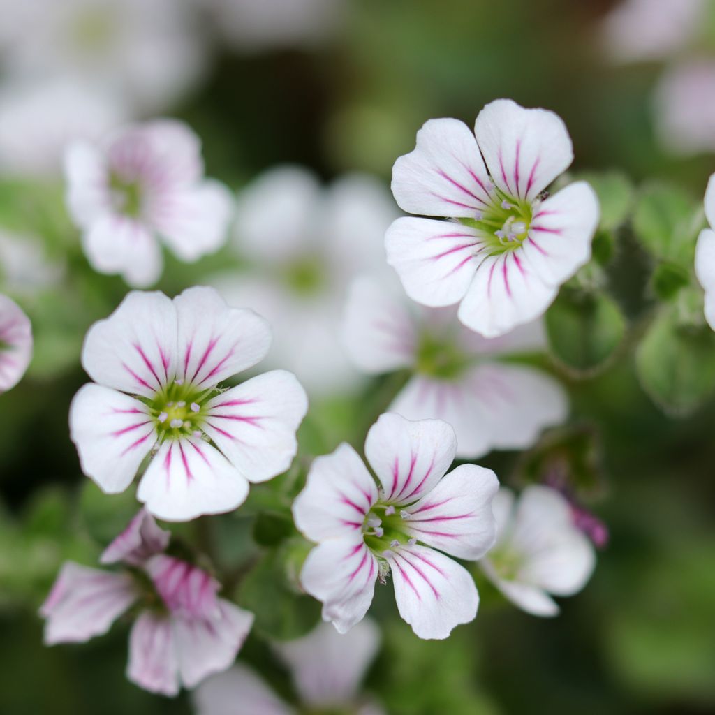 Patjaharso - Gypsophila cerastioides
