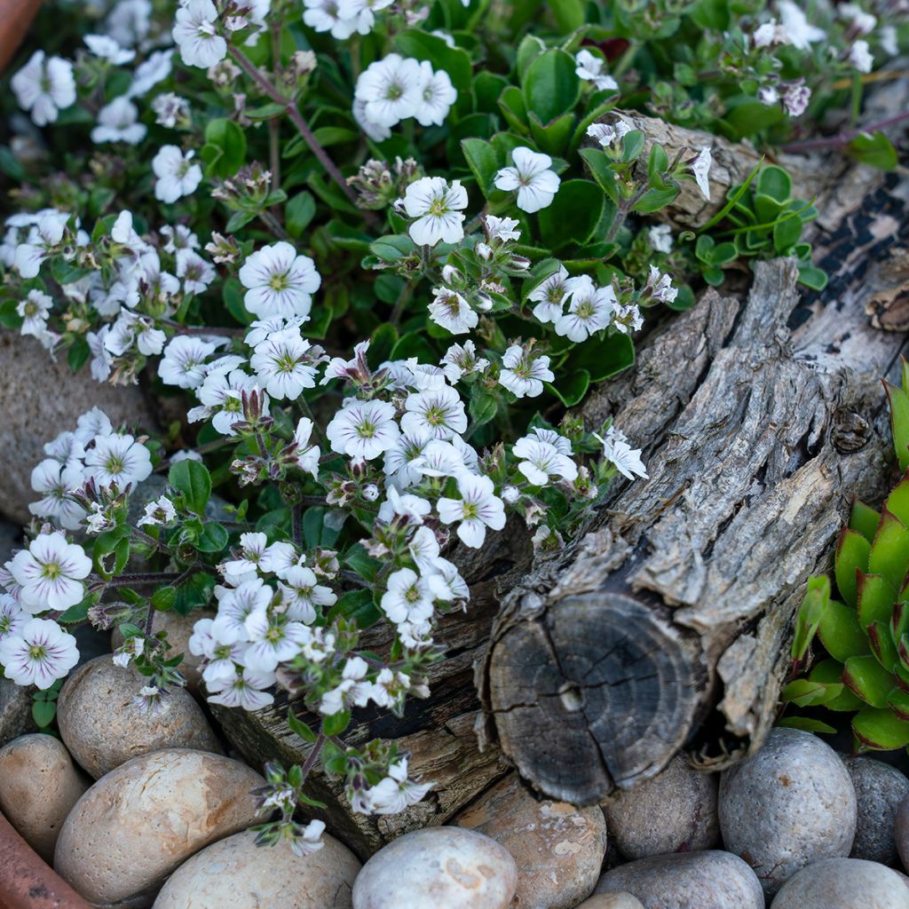 Patjaharso - Gypsophila cerastioides