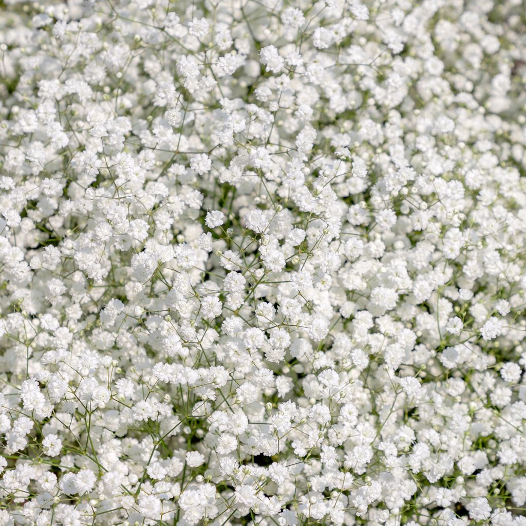 Harsokukka Snow Flake