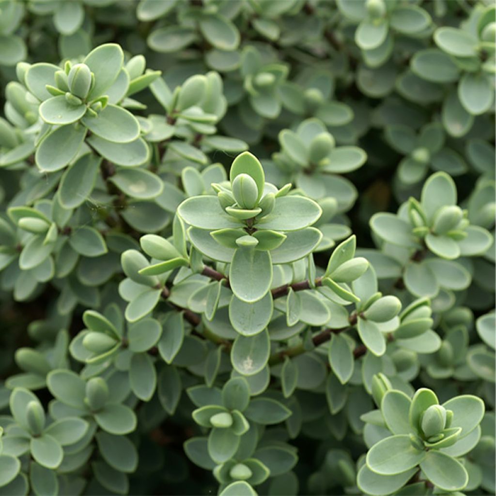 Pensastädyke - Hebe carnulosa