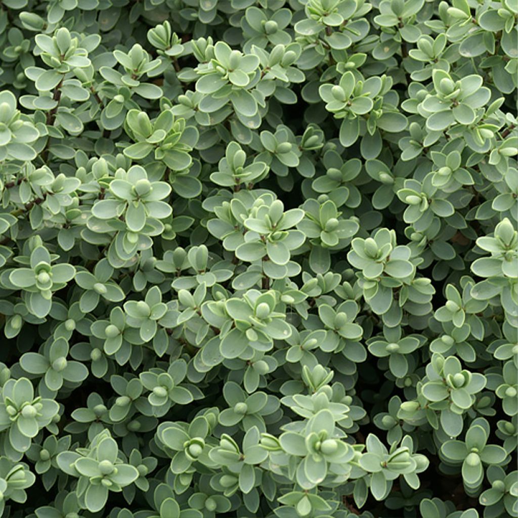 Pensastädyke - Hebe carnulosa