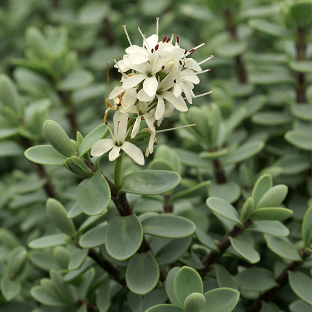 Pensastädyke - Hebe carnulosa