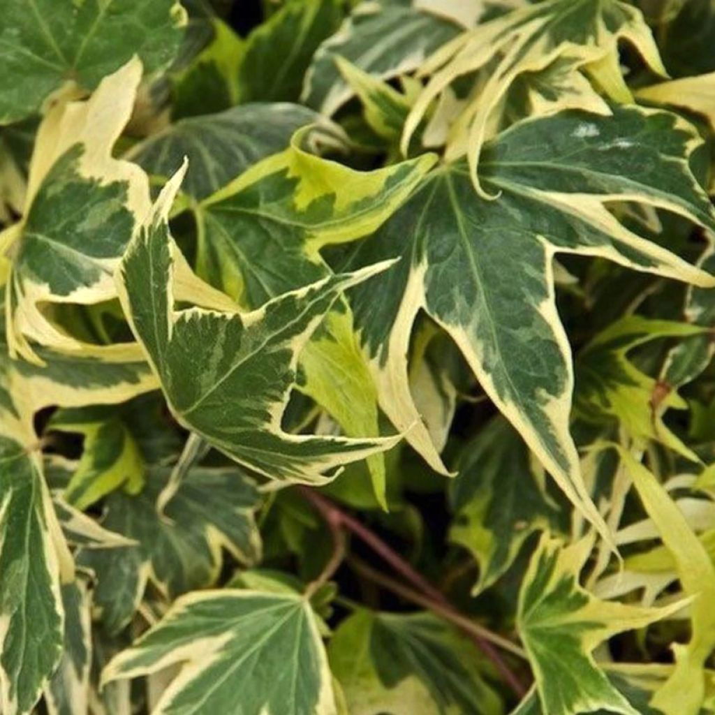 Muratti Yellow Ripple