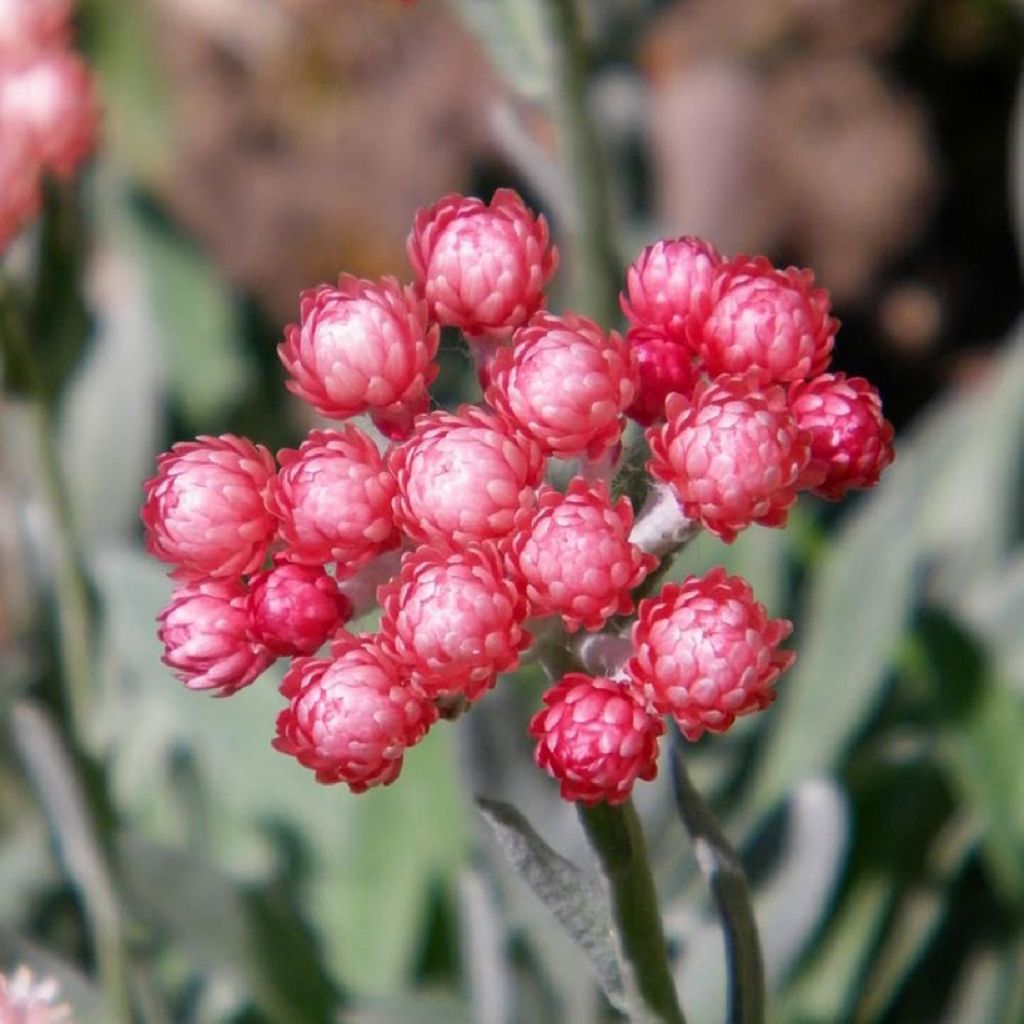 Olkikukka Ruby Cluster