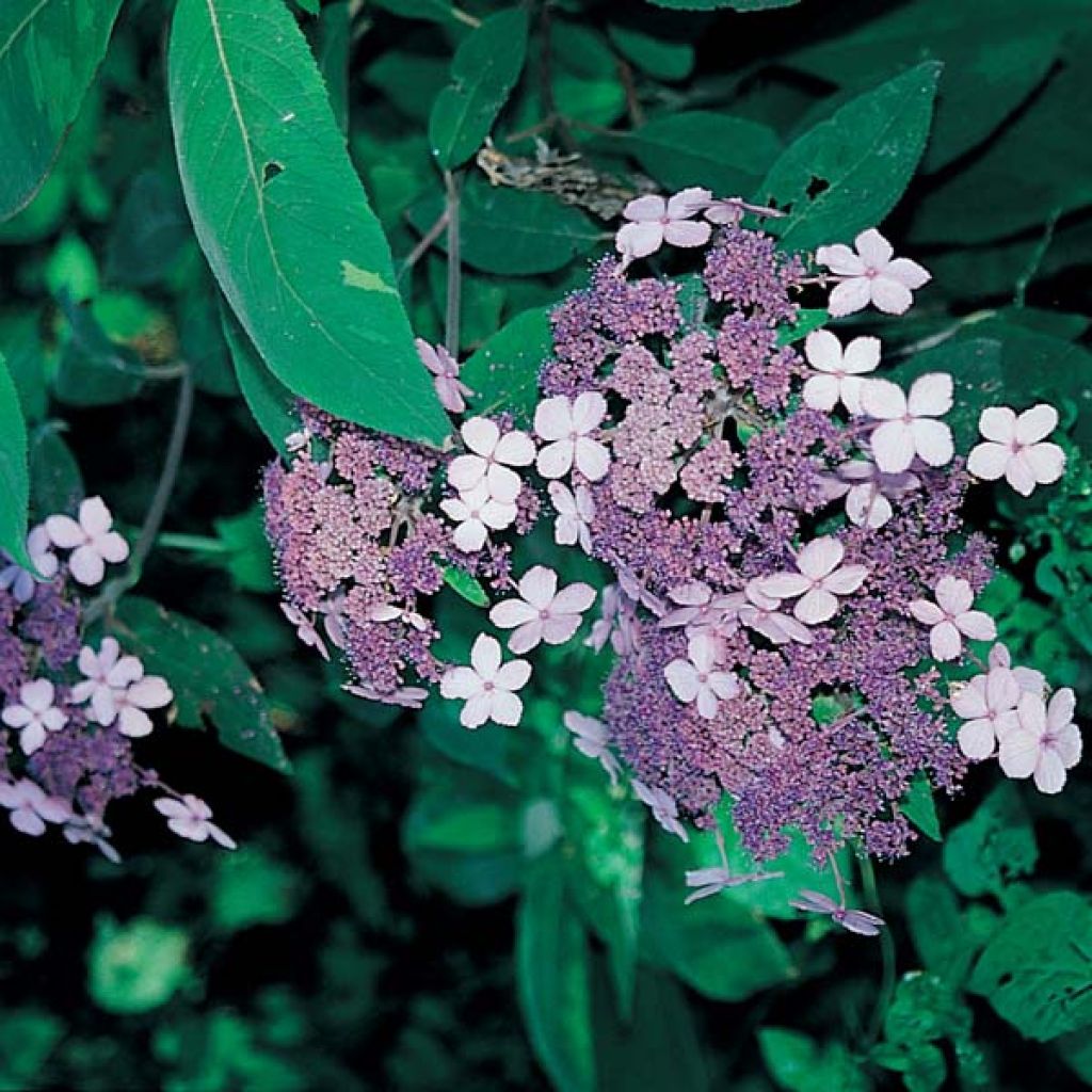 Samettihortensia Villosa