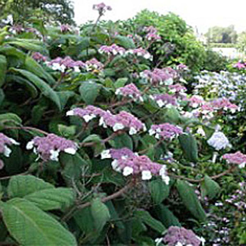 Samettihortensia Macrophylla